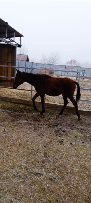 Жеребенок Англо-арабка