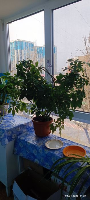 Шефлера , продам!