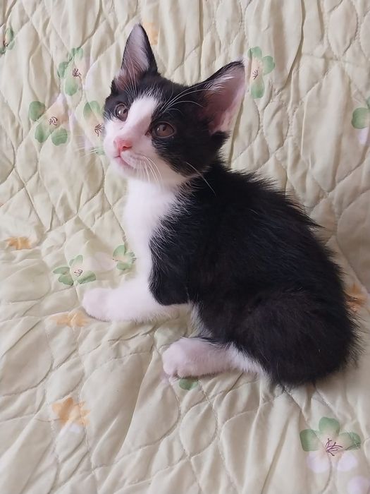 Котята в добрые руки.