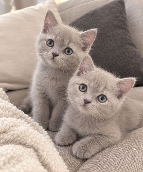 Миленькие Котята