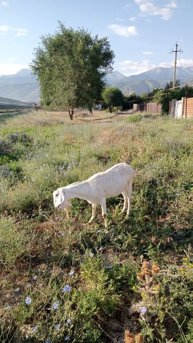 Продаётся козёл.