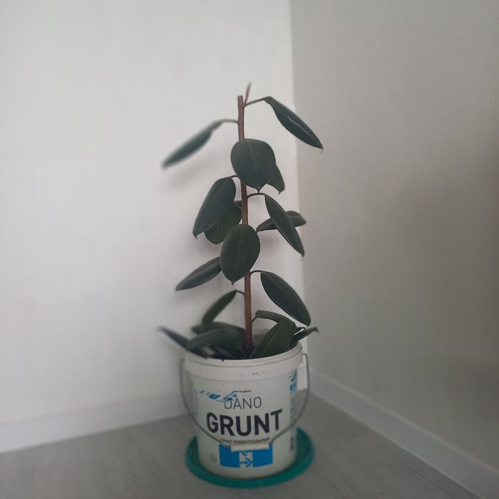 Продам высокий Фикус
