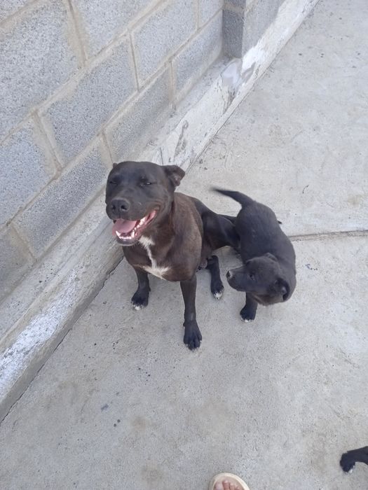 Щенки, малинуа 2,5 месяца