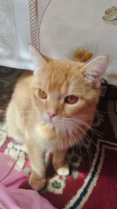 Британец золотой