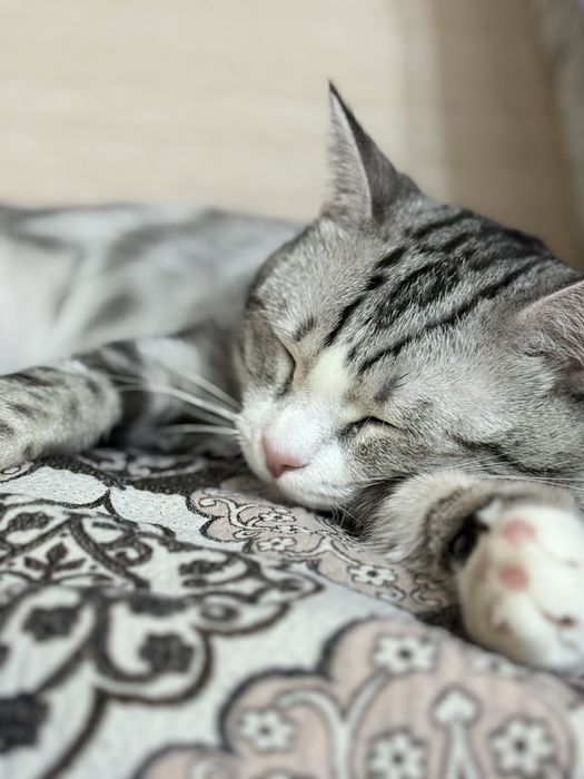 Отдам кота в хорошый руки