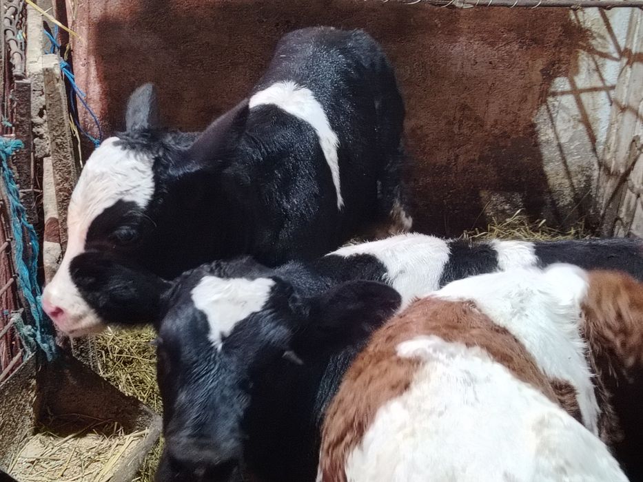 Taurasi înțărcat și de lapte