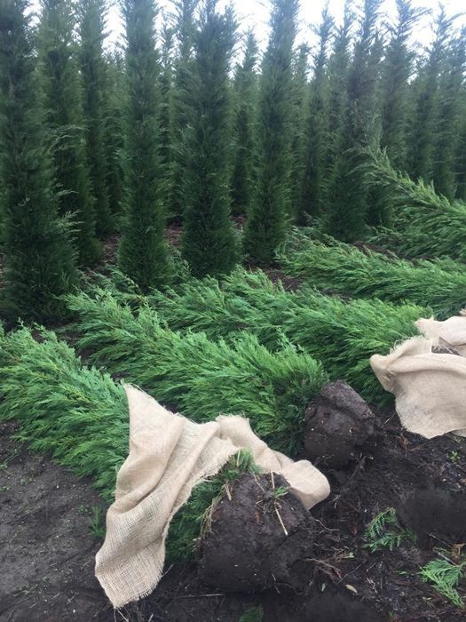 Tuia leylandy pentru gard viu 1.4-3m