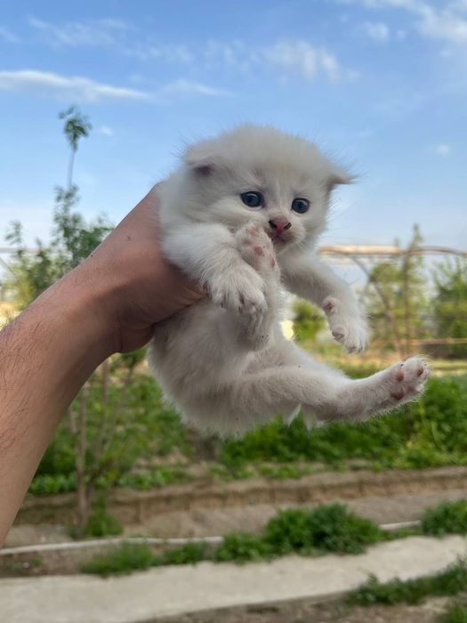 Scottish fold zotli mushukchalar sotiladi