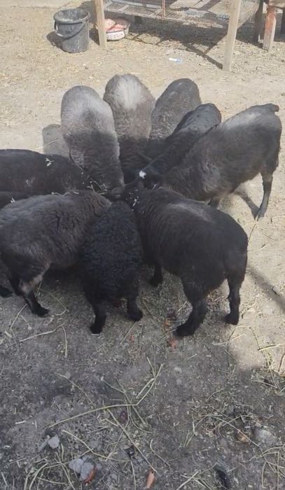 3 ta Qóchqor rassiyski