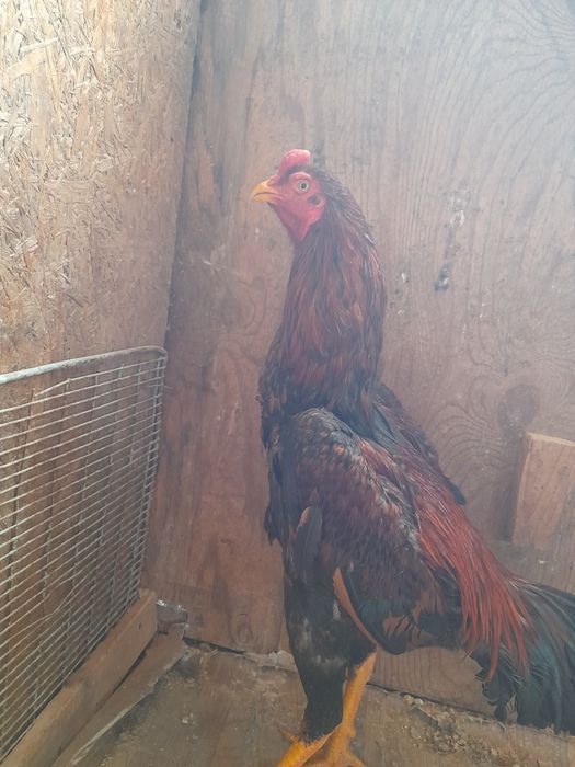 Бойцовые куры ДАКАН