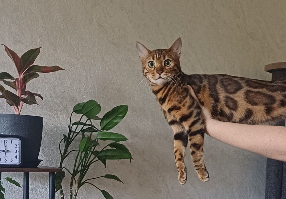 Кошка бенгал с метрикой