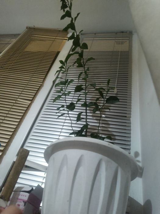 Мандарин,расстение .