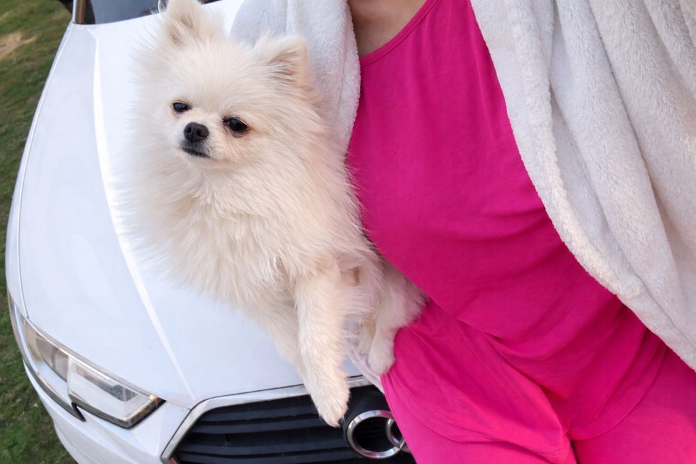 Femela adulta Pomeranian pedigree FCI