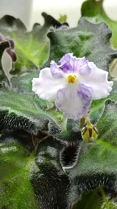 Цветущие сортовые фиалки