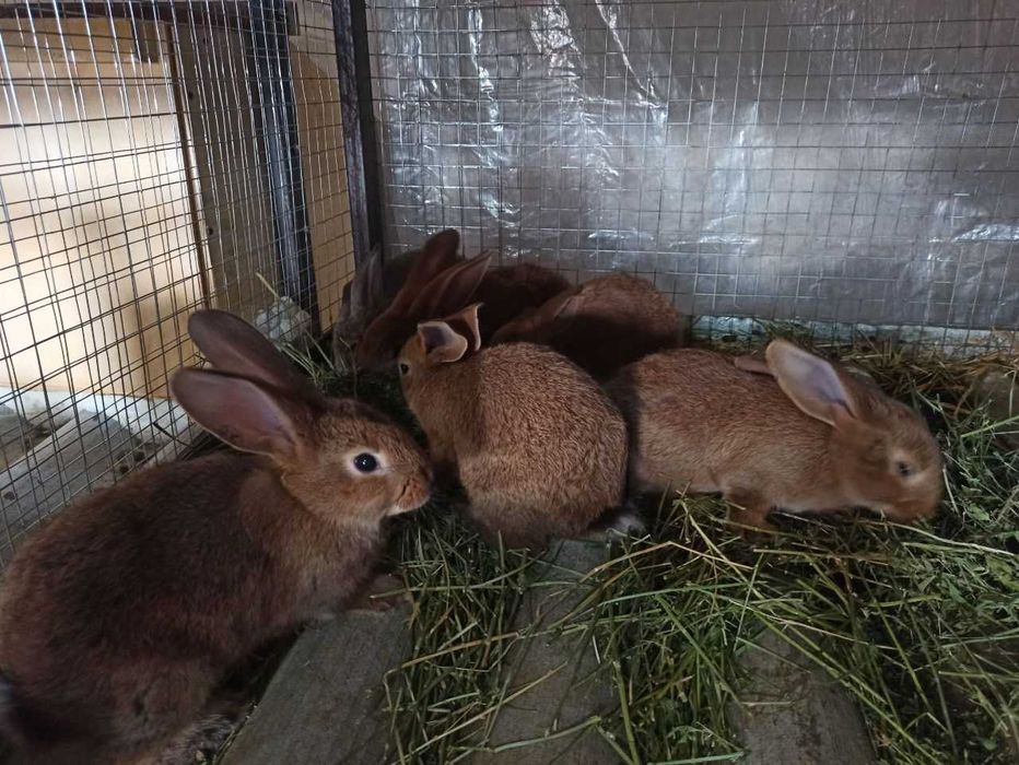 Продаются крольчата крупных пород Ризен и Бургундский