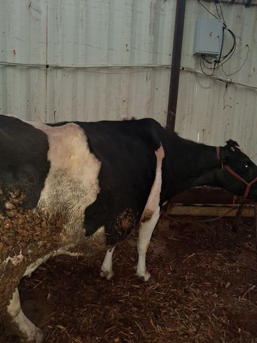 Golland sigir sotiladi