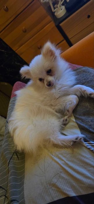 Продавам мини немски шпиц