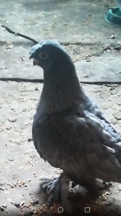 Продам голубей одногнездки