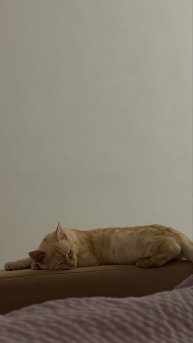 Котенок карамельного цвета