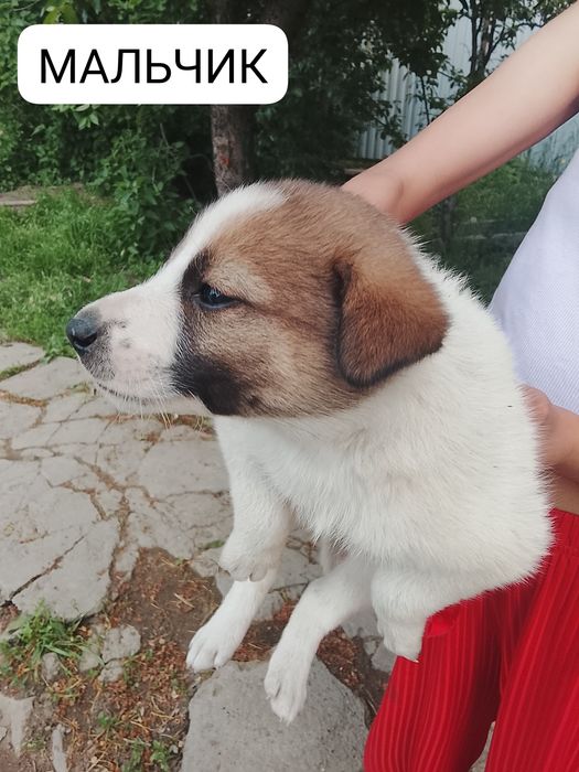Отдам щенков бесплатно