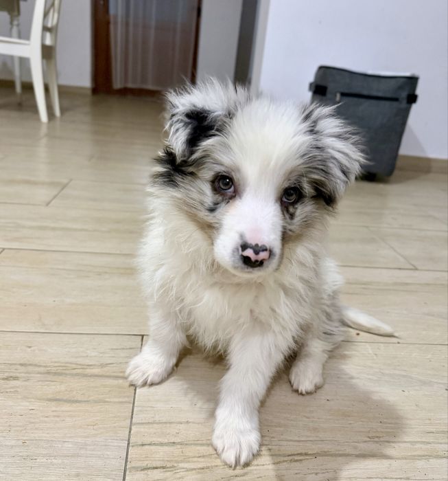 Border Collie Mascul Blue Merle
