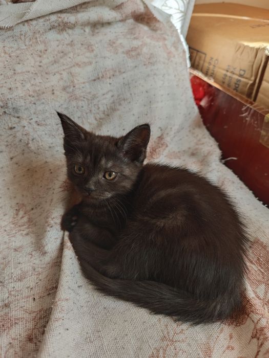 Продаётся котята