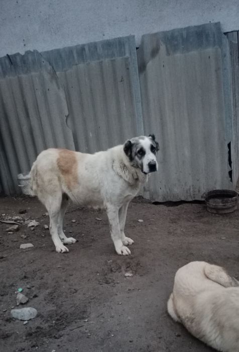 Алабай (ұрғашы))