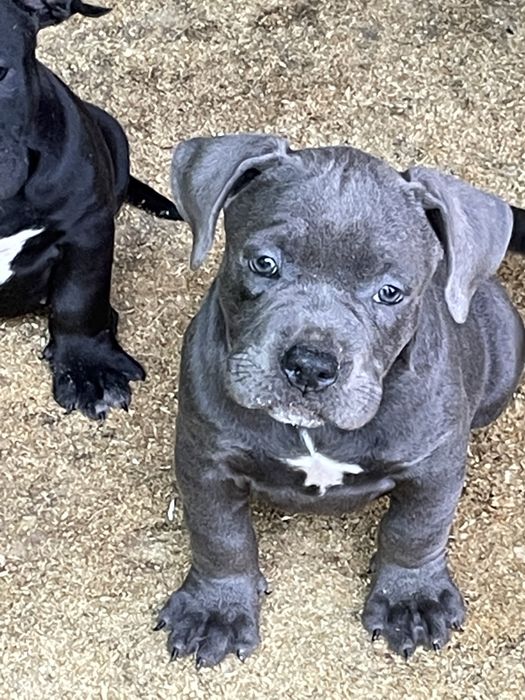 Щенки американский булли