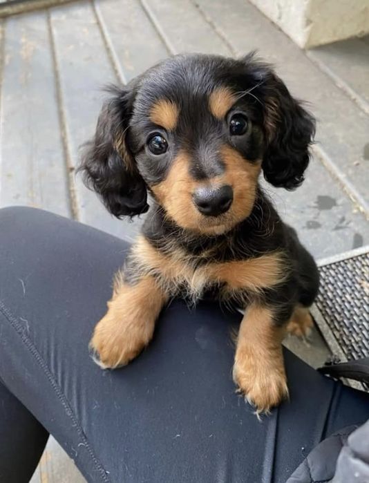 Teckel superb talie mica