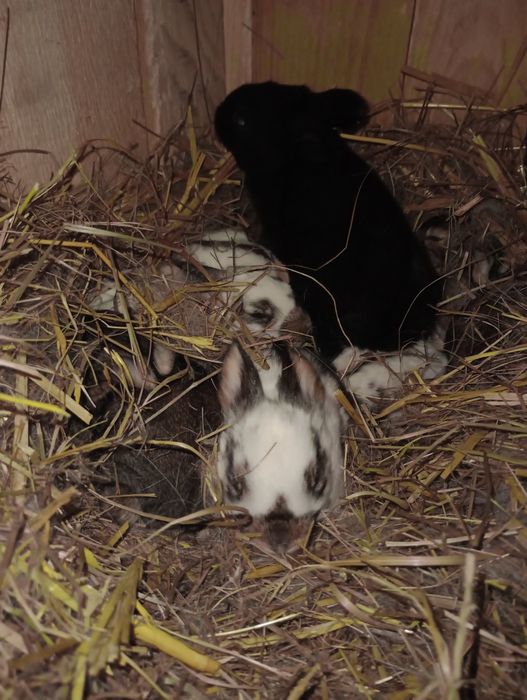 Femela fluture german cu 9 pui