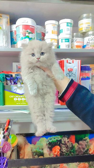 Brtanskiy mushukchalr sotiladi