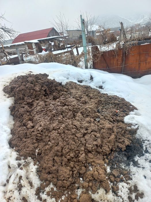 Одам навос даром. Сомавывес.  навос чистый