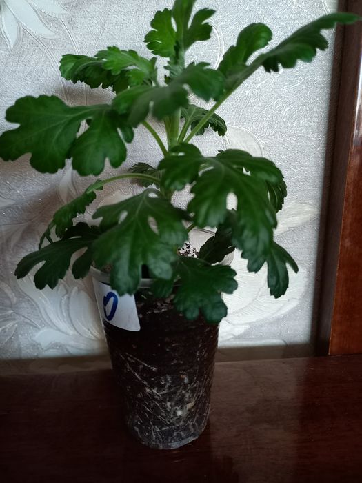 Цветы  для  дома