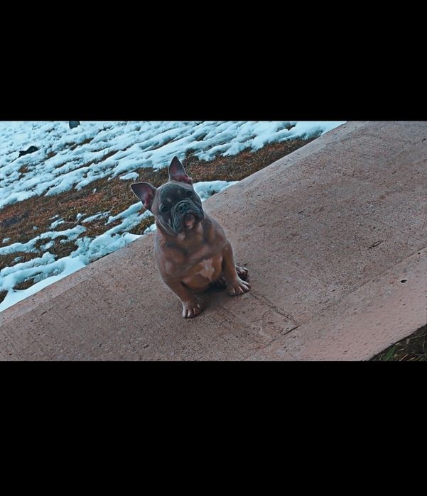 Disponibil pui de bulldog francez