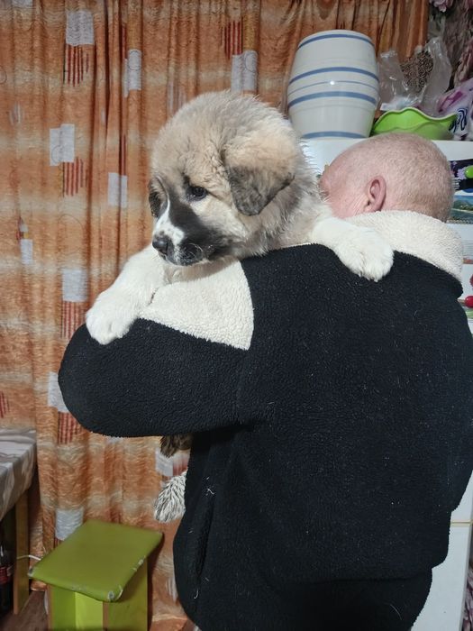 Продам щенка кавказской овчарки!