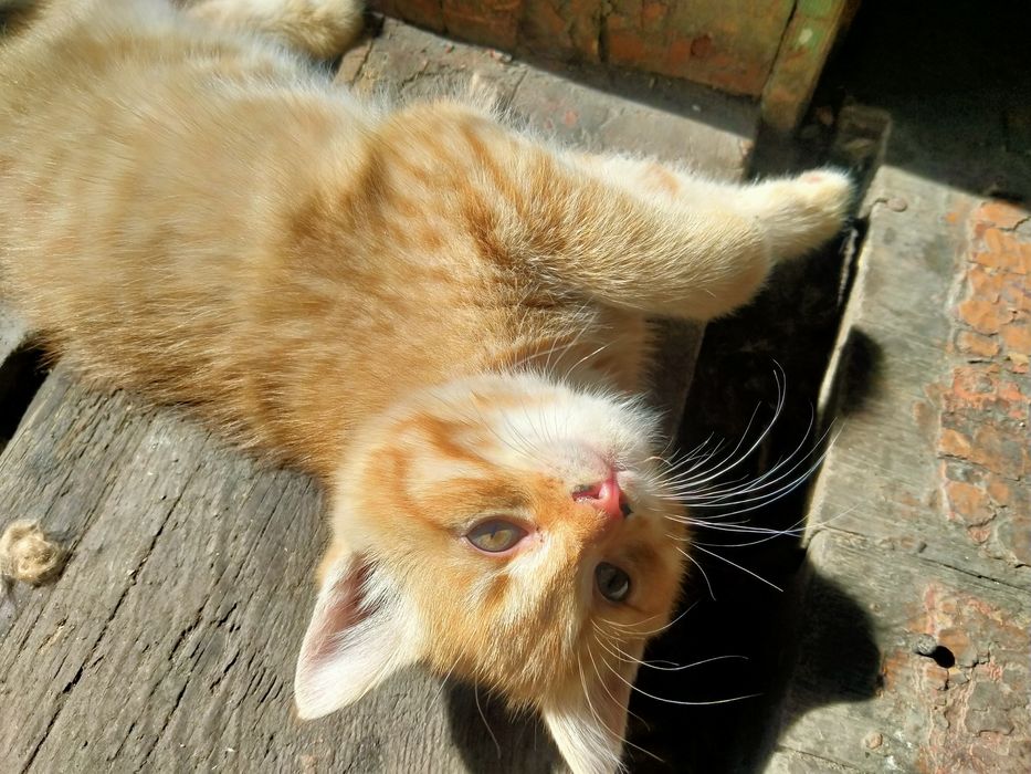 Отдам котят в добрые руки