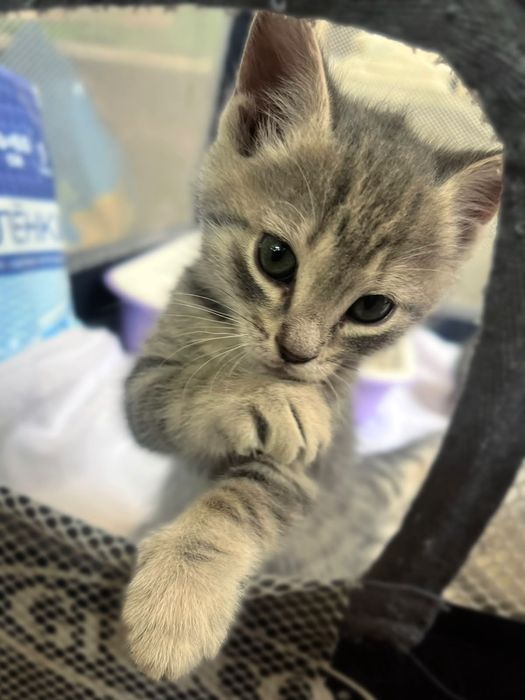 Котята 1,5 месяца только в добрые руки!