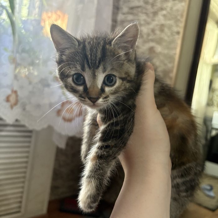 Отдаю котят в любящие семьи