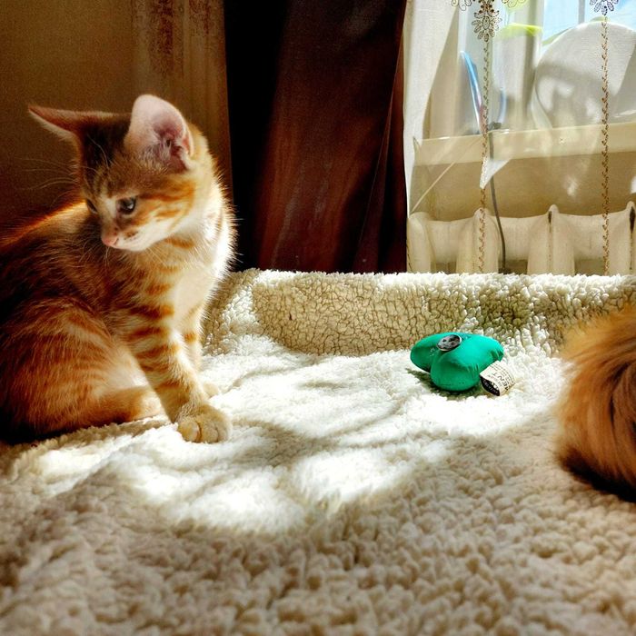 Котята рыженькие