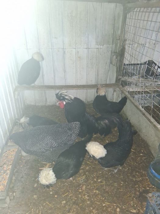 Curci,curcani,cocosi albi,gaini Australalop/Motate olandeze