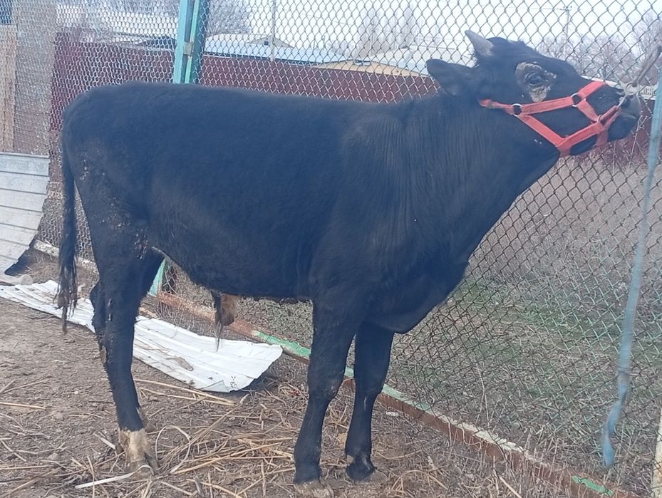 Бука сатылады семыз