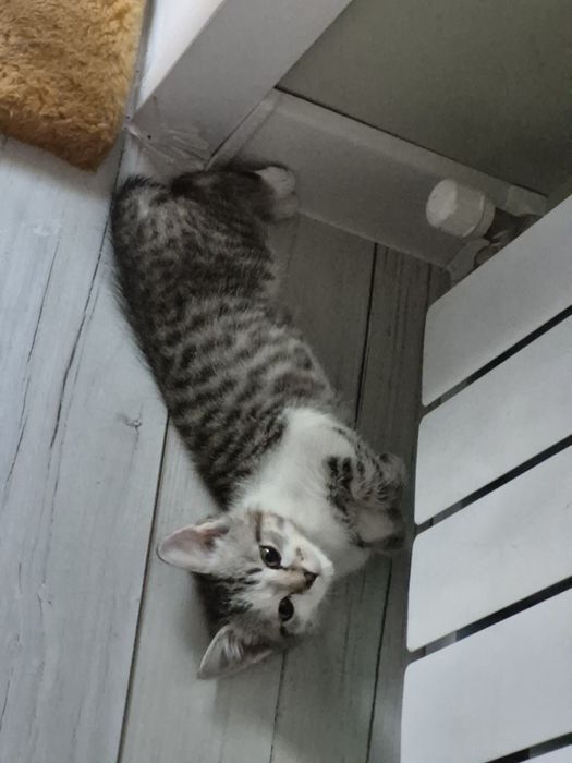 Шотландская кошечка 3 мес