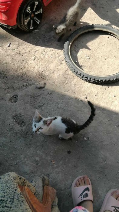 Отдам котят  в добрые руки