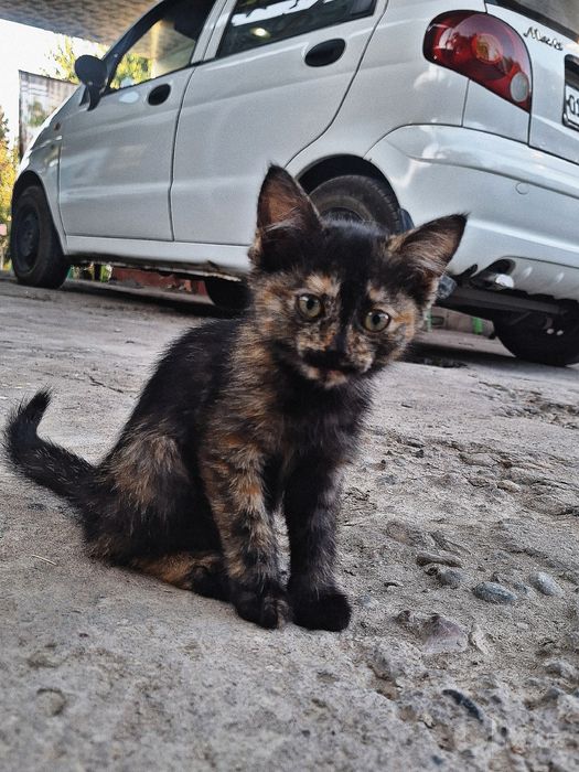 Котята чёрные и пятнистые