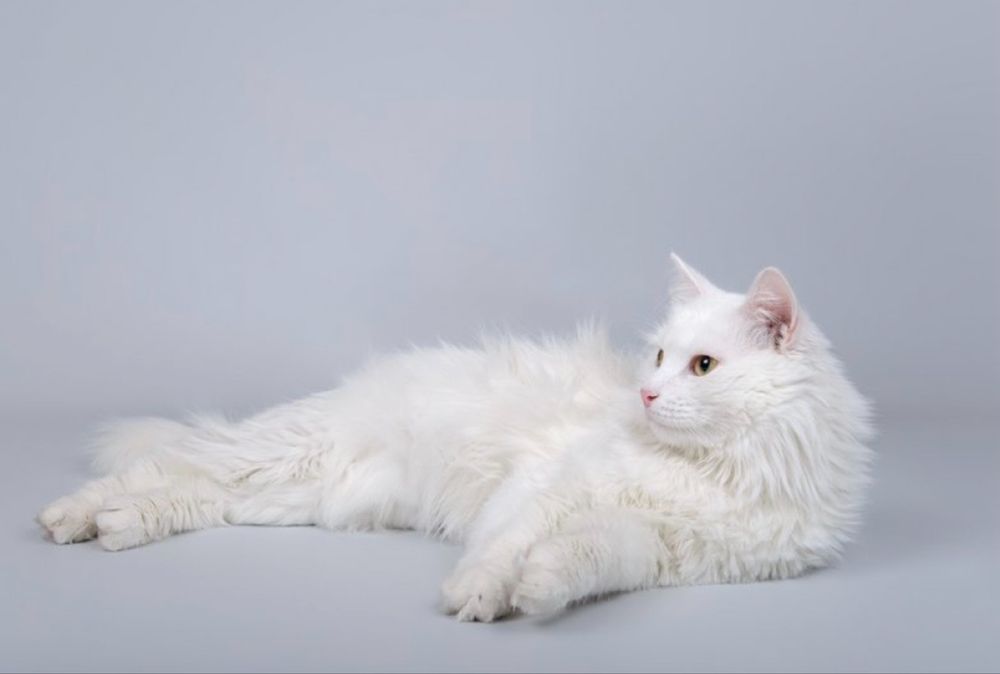 11 oylik britanski oppoq mushukdan xomilador