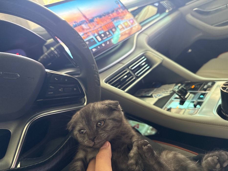 Шотландский вислоухий котёнок (Scottish Fold), 2 месяца