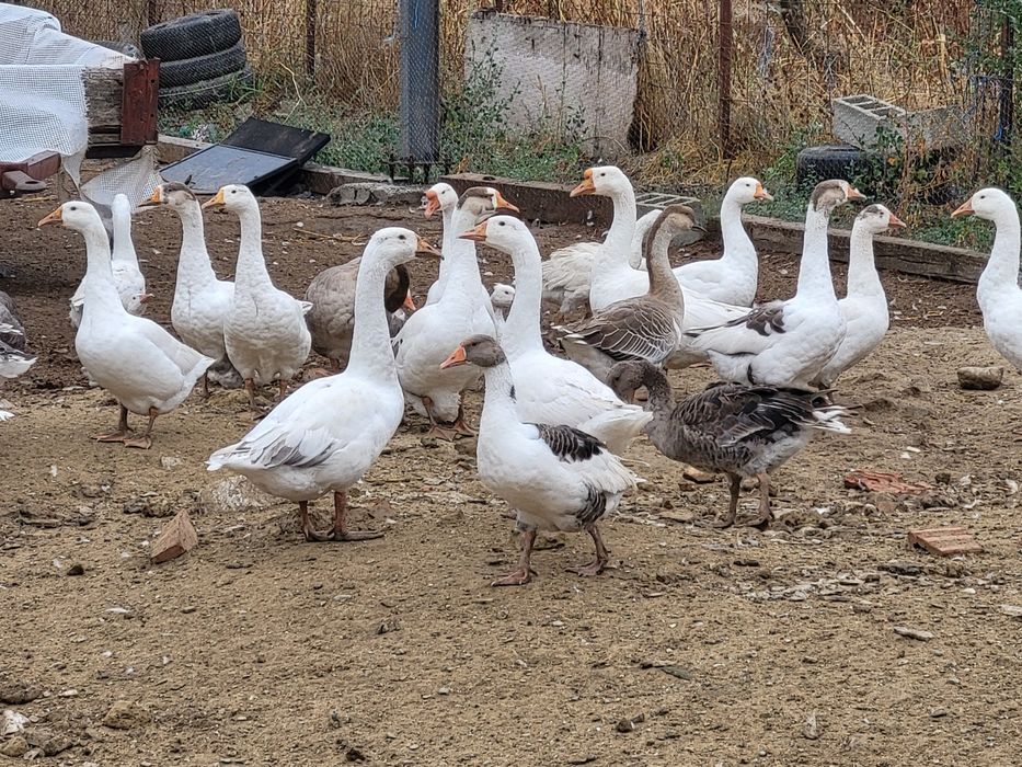 Gate de vanzare la alegere 100 lei buc