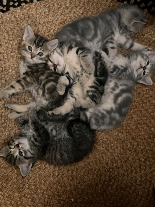 котята британцы красивый окрас