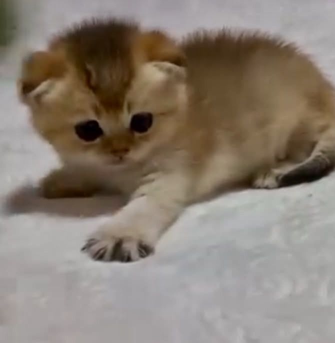 золото шиншилла