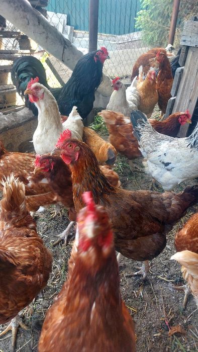 Продам молодых курей разных парод